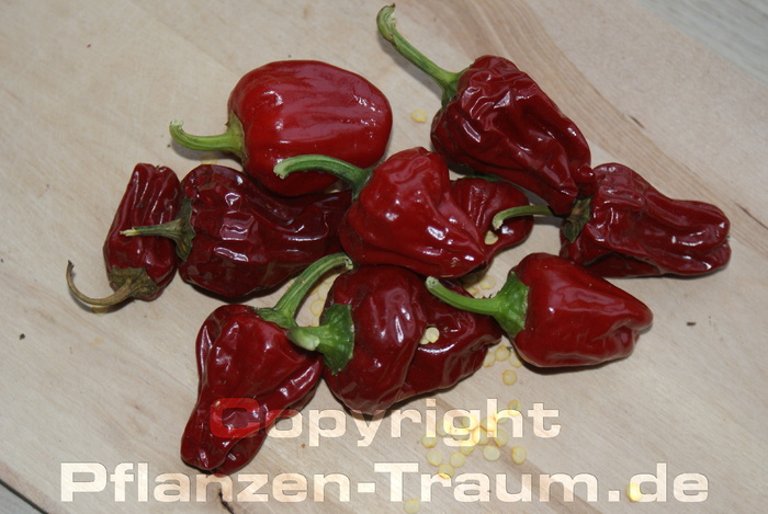 Chilisamen Big Jamaican Red Habanero Capsicum chinense Schärfe 6