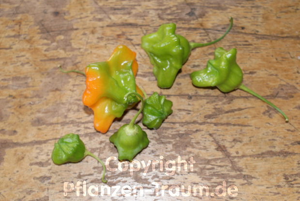 Chilisamen Bishops Crown Capsicum baccatum Schärfe 3 - 6