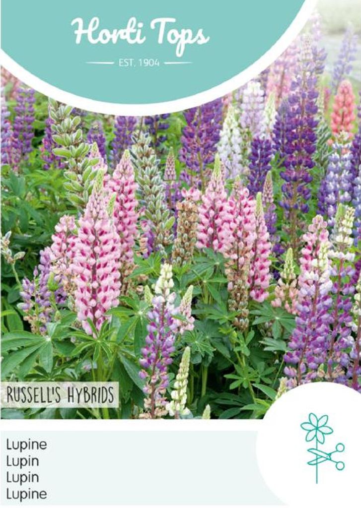 Lupine, Russells Hybrids, Bodendecker, Blume, Lupinus polyphyllus, Horti Tops, Samentüte