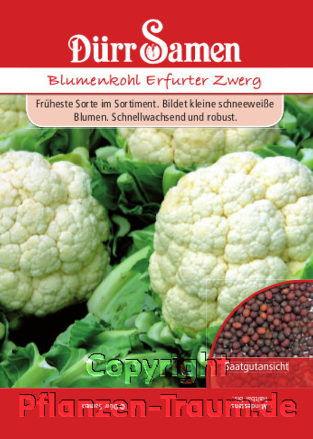 Blumenkohl Erfurter Zwerg, Brassica oleracea, Samen Dürr