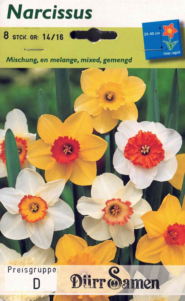 8 Blumenzwiebeln, Narzissen Mix, Trompetennarcissus
