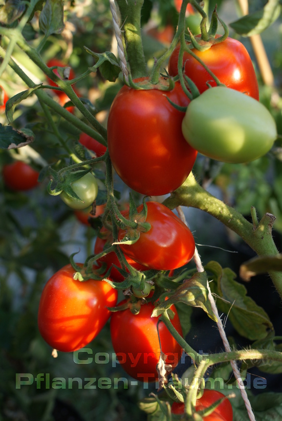 Tomatensamen Roma VF Buschtomate Lycopersicum l.