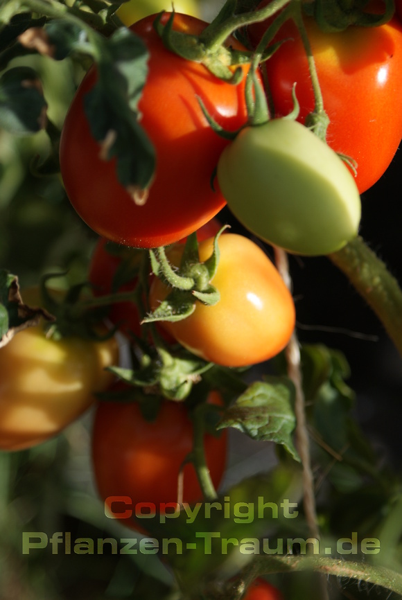 Tomate, Buschtomate Roma VF Jungpflanze