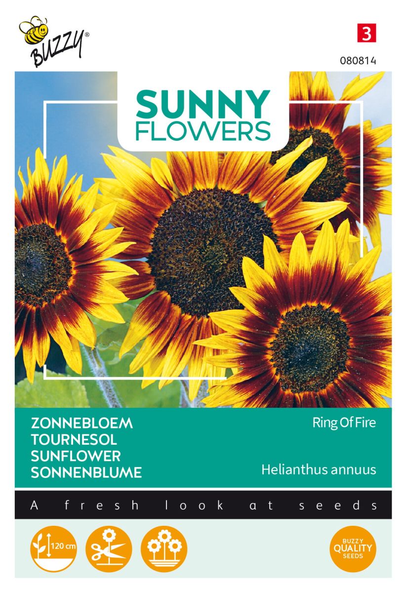 Ring of Fire, Helianthus annuus, verzweigte Sonnenblume, Sonnenblumensamen