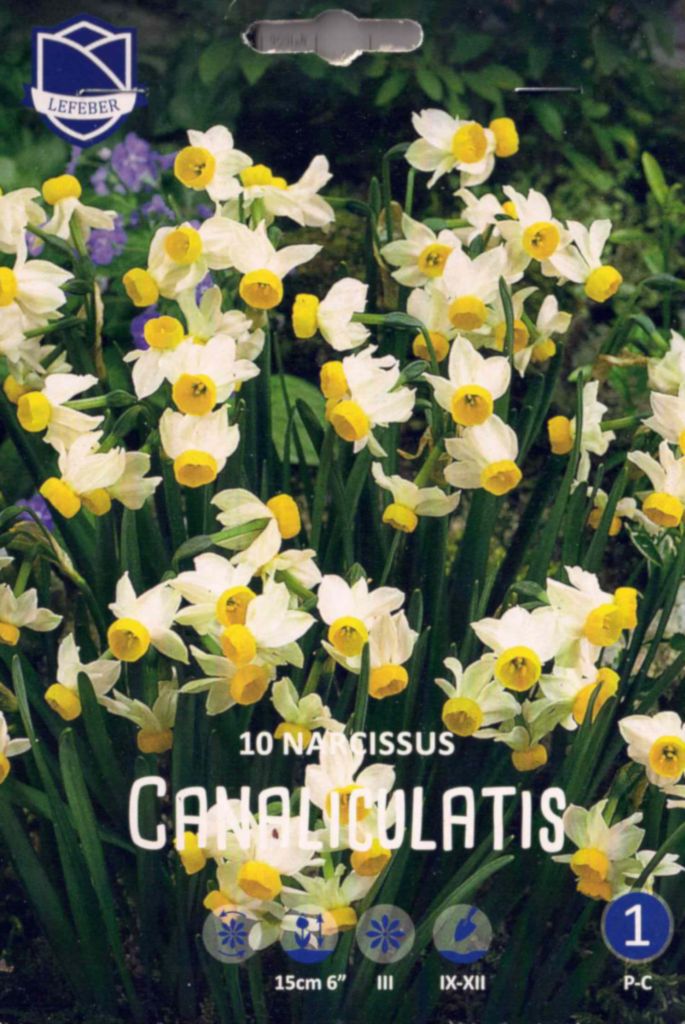 Zwergnarzisse, duftende Tazetta, Narzissenzwiebeln, Narzissus canaliculatis, 10 Blumenzwiebeln