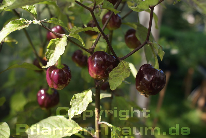 Chilijungpflanze CGN 21500 Capsicum chinense Schärfe 10