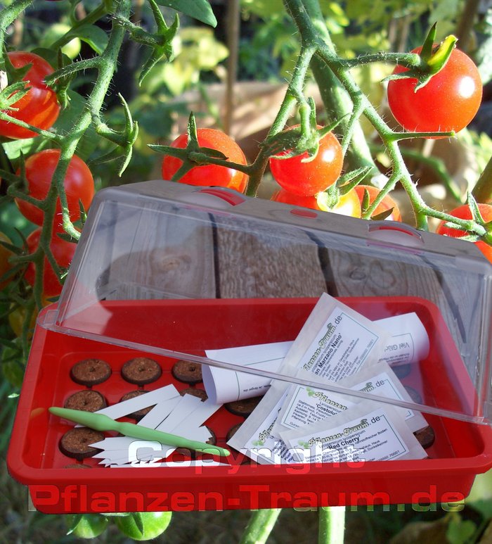 Geschenk Tomatensamen Aussaatset Coctailtomaten