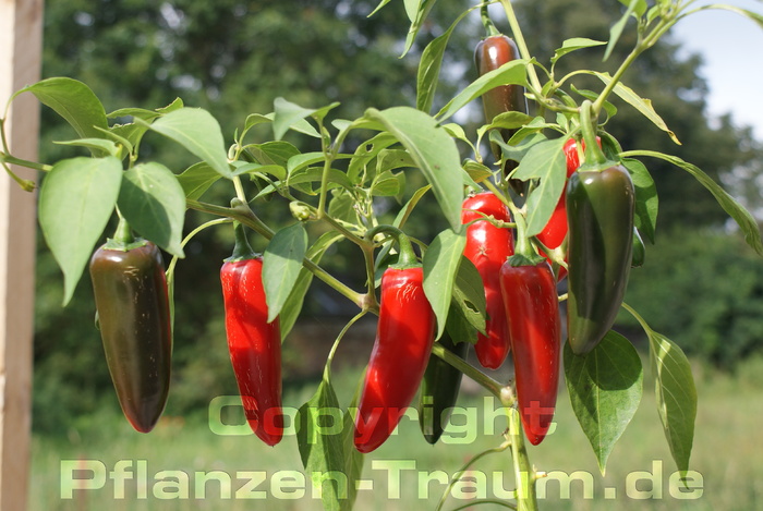 Chili Jungpflanzen ab Saison 2025 wieder lieferbar