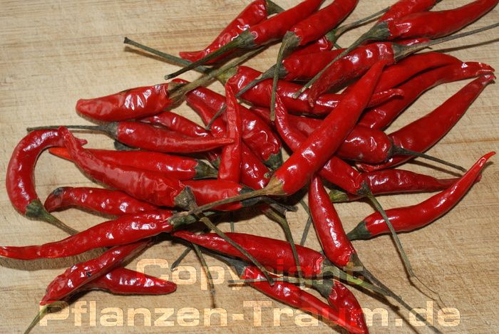 Chili Jungpflanze Rawit Capsicum frutescens Schärfe 8