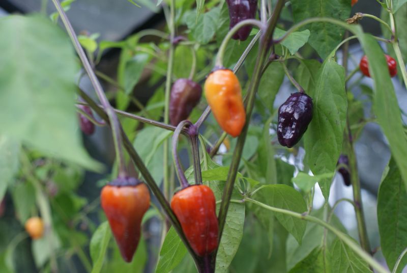 Chili Samen Black Scorpion Tongue