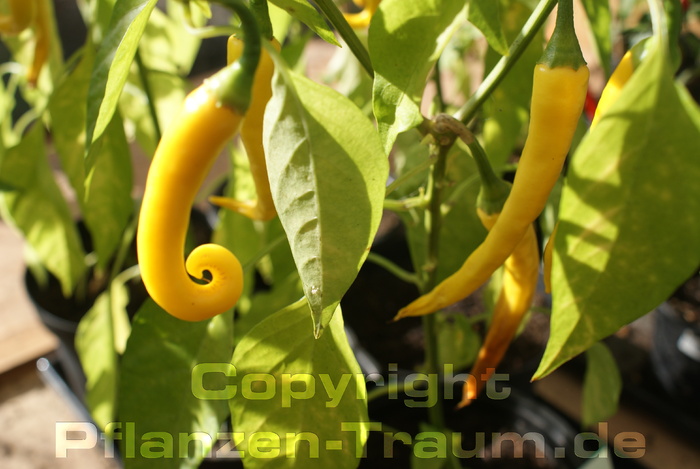 Chili Samen Golden Cayenne