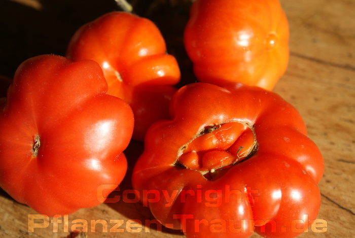 Tomatensamen Costoluto Fiorentino Fleischtomate Lycopersicum l.