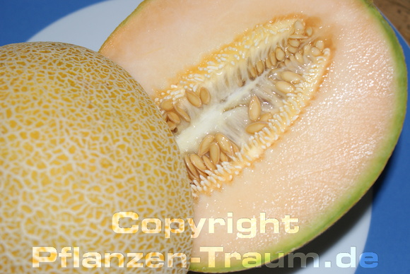 Zuckermelonen Samen Ananas Cucumis melo
