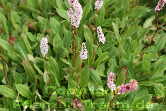 Schnecken-Knöterich 'Darjeeling Red' Persicaria affinis