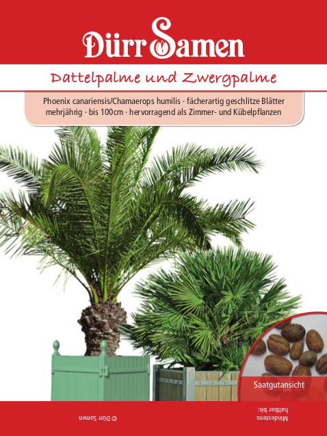 Dattelpalme u. Zwergpalme · Phoenix can. - Chamaerops humilis, S