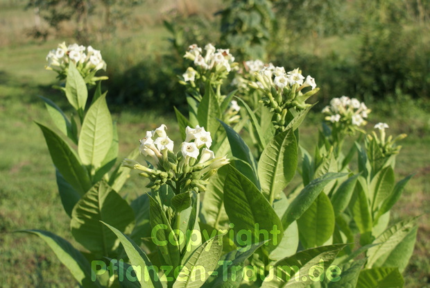 Tabaksamen White Baffra Basma Nicotiana tabacum