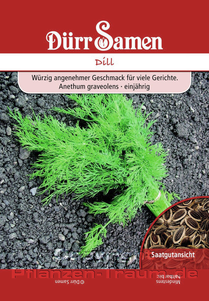 Dill Samen, Dill blattreicher, Anethum graveolens, Samen Dürr