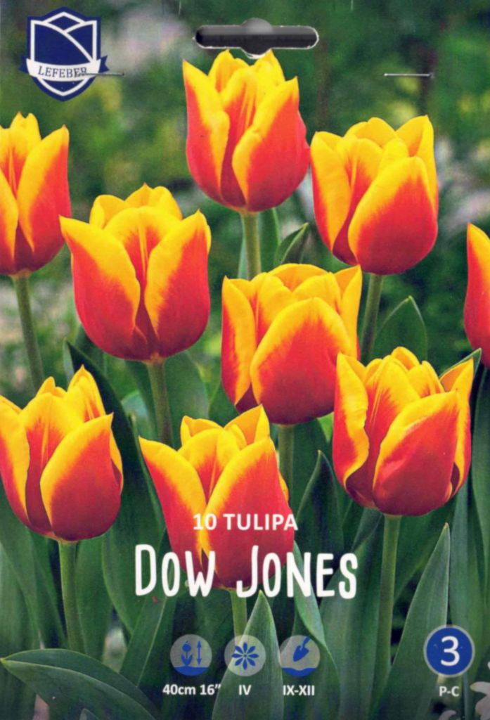 Tulpen, Tulpenzwiebeln Dow Jones, mittelfrühe Triumph, Höhe 45 cm, 10 Blumenzwiebeln