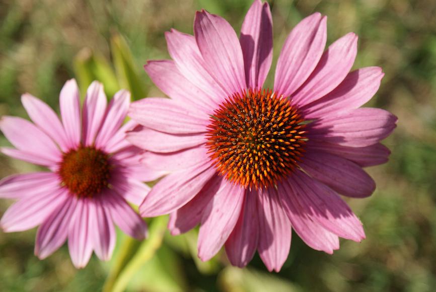 Sonnenhut, Echinacea purpurea