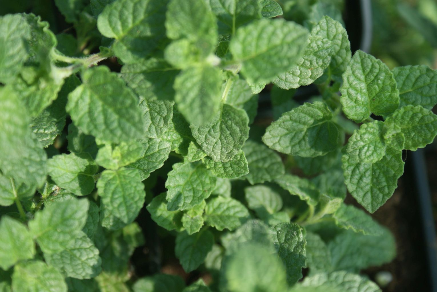Erdbeerminze Mentha species