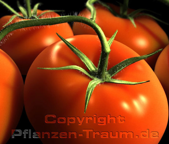 Tomatensamen Pantano Fleischtomate Lycopersicum l.