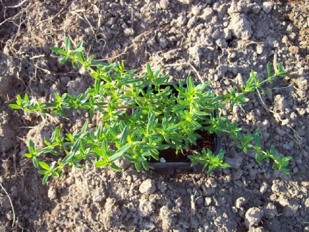Kaskaden Thymian - Thymus longicaulis - winterhart Heilkräuter, Gewürkräuter, Tee, lebende Pflanze