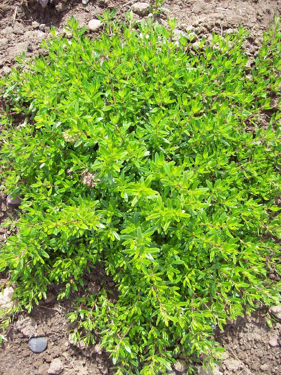 Thymus longicaulis - Lippenblütler - Kräuter - Heilpflanzen - Tee - lebende Pflanze