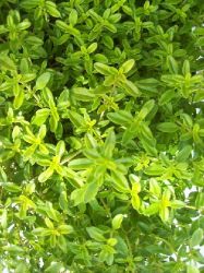 Die Blätter des Zitronenthymians Aureus sehen genauso erfrischend aus wie sie schmecken.