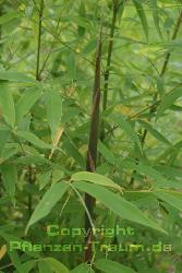 Bambus, ein frischer Austrieb