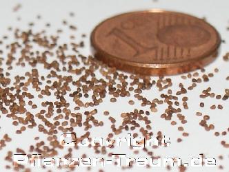 Tabaksamen, Seeds, Virginia, Pergeu, Nicotiana tabacum