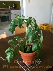 Gartenperle Tomatenpflanze Balkongeeignet