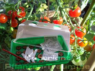 Tomaten Anzucht Set, Aussat in Zimmergewchshaus