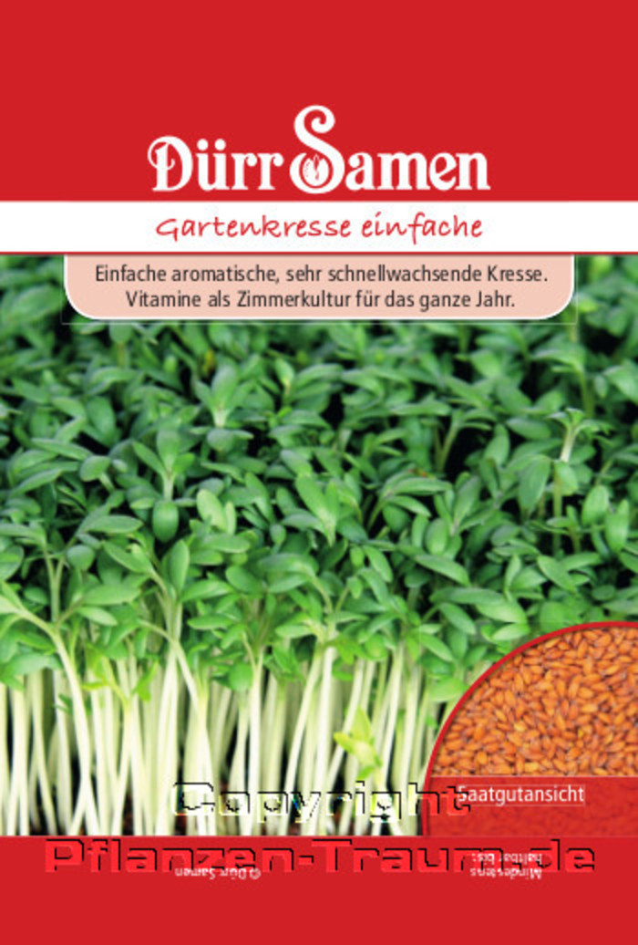 Kressesamen, Gartenkresse einfache, Samen Dürr