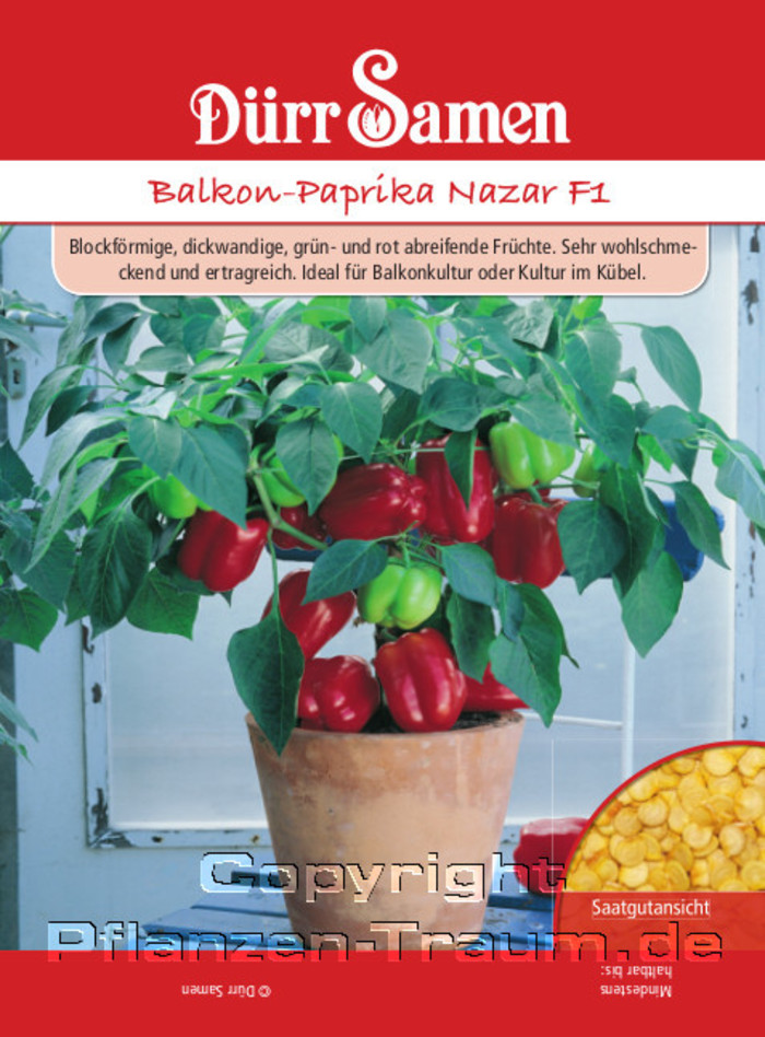 Balkon Paprika Nazar F1, Capsicum annuum, Samen Dürr