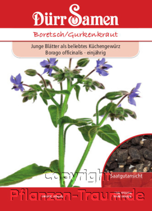 Saatguttüte, Boretsch, Borretsch Gurkenkraut, Borago officinalis, Samen Dürr