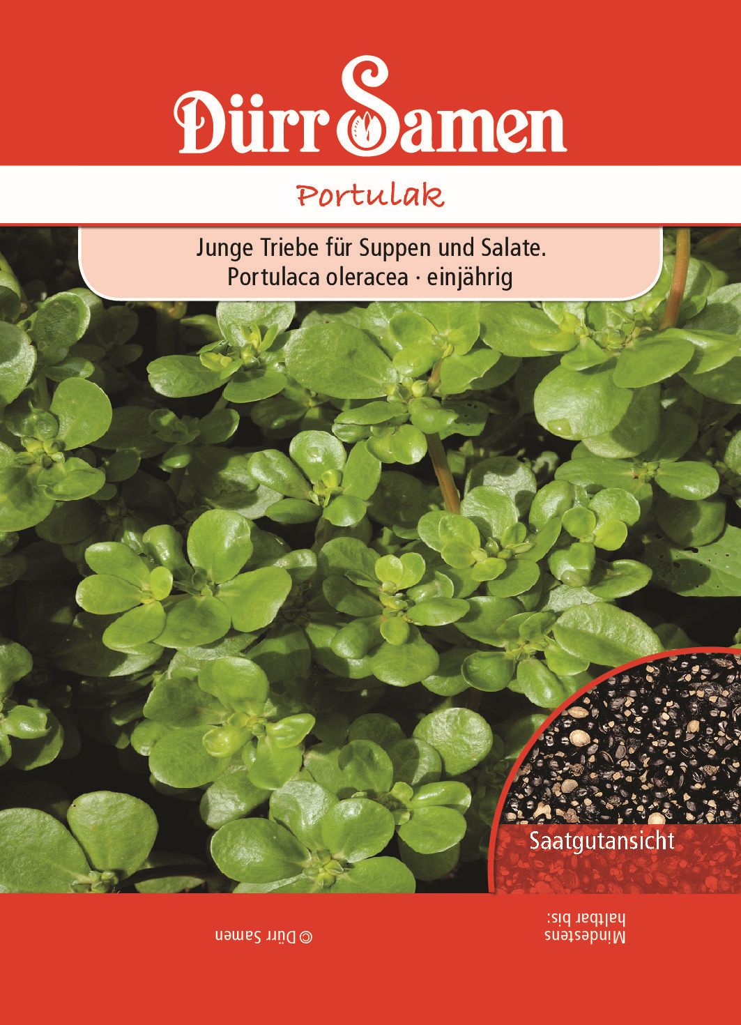 Portulak Samen, Portulaca oleracea, Samen Dürr, schnellwachsender, gesunder Salat