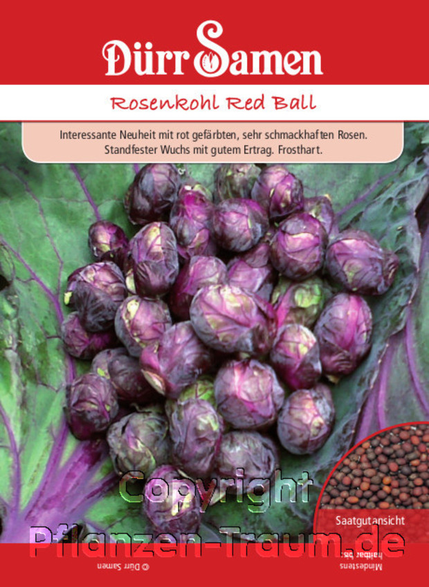 Samentüte Rosenkohl Red Ball, Brassica oleracea, Samen Dürr