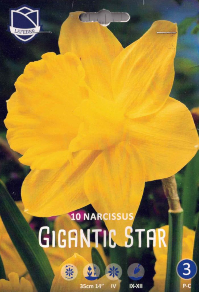 Narzissen, Osterglocken, Gigantic Star, großkronig,Narcissus, 10 Blumenzwiebeln