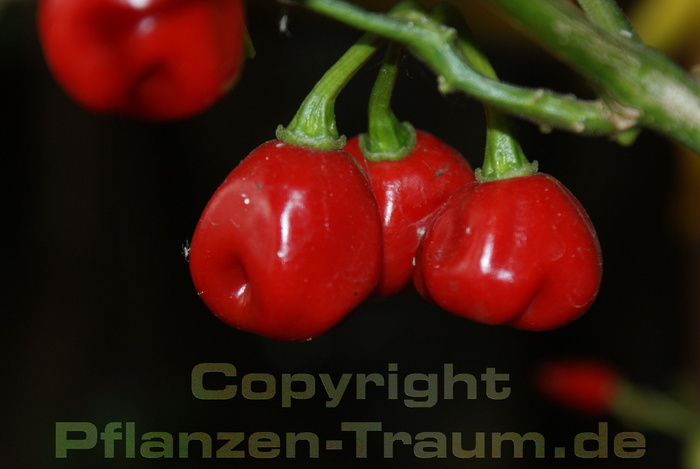 Chilipflanze Habanero Red Capsicum chinense Schärfe 10