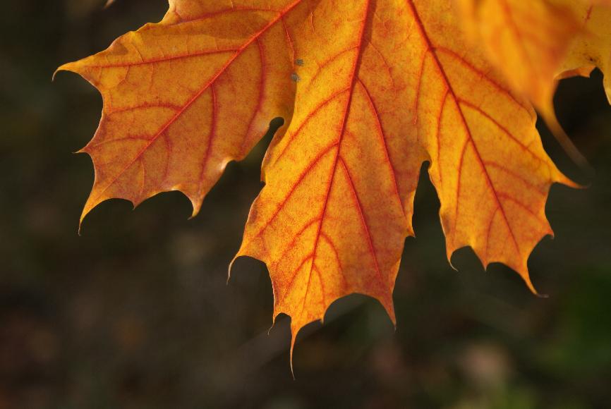 Herbstblatt Ahorn