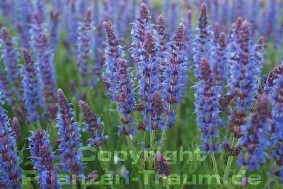 Herbstzeit Salvia