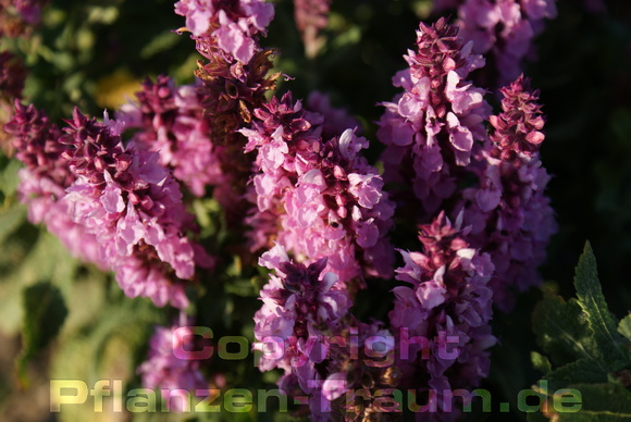 Herbstzeit Salvia in voller Pracht