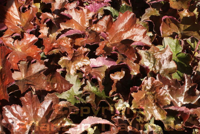 Heuchera micrantha \'Palace Purple\' Purpurglöckchen