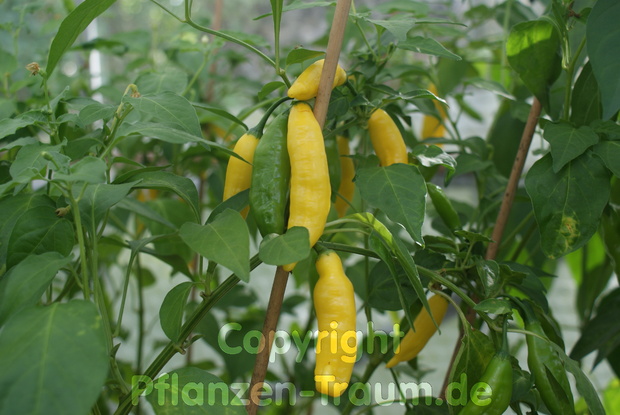 Chili Pflanze Lemon Drop Capsicum baccatum