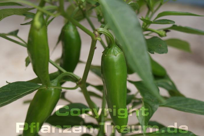 Chili Jungpflanze Hungarian Capsicum annuum