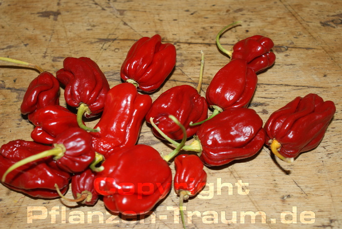 Chilisamen Ivorian Pimente Capsicum chinense Schärfe 10+