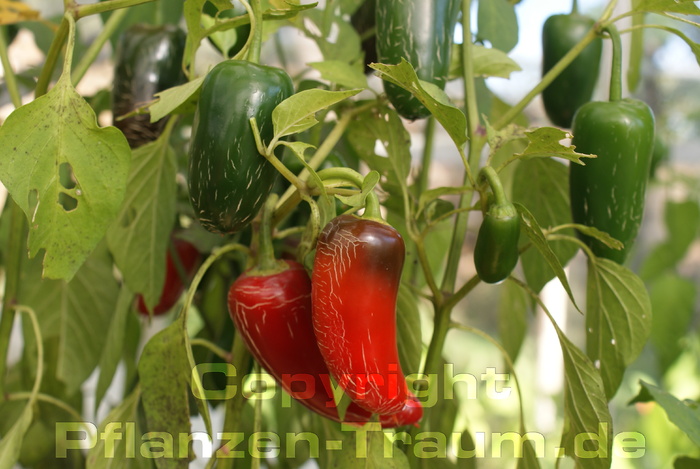 Chili Jungpflanze Jalapeno 'Fooled You' Capsicum annuum Schärfe 1