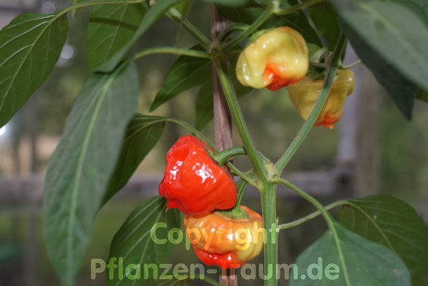Chilisamen Jamaican Red Hot Capsicum chinense SchÃ¤rfe 9 - 10