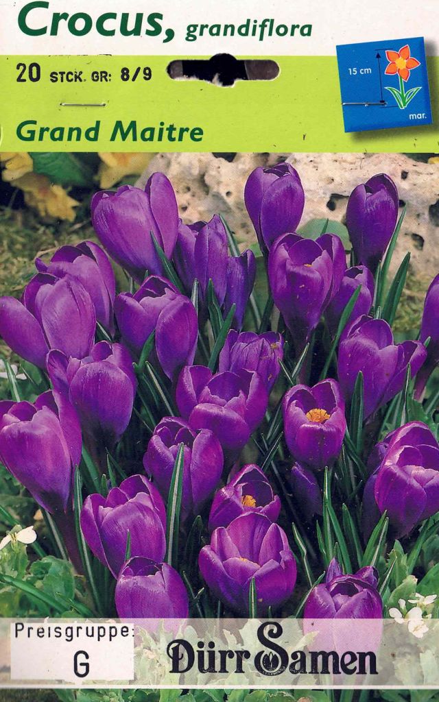 20 Blumenzwiebeln, Krokusse Grand Maitre, zur Verwilderung