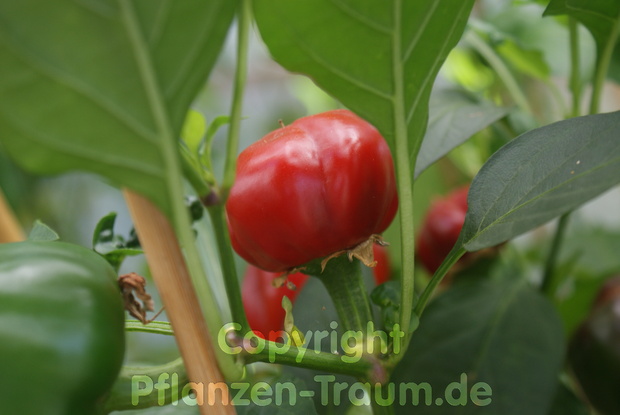 Chili Samen Large Red Cherry Kirschpaprika Capsicum annuum Schär